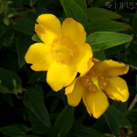 aug plants f 5011 1114